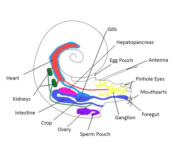 Paulan Anatomy